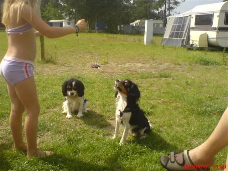 Cavalier king charles spaniel cherie - her er min bedste ven. bølle er halv king charls og dansk/svensk gårdhund,så sød! billede 10