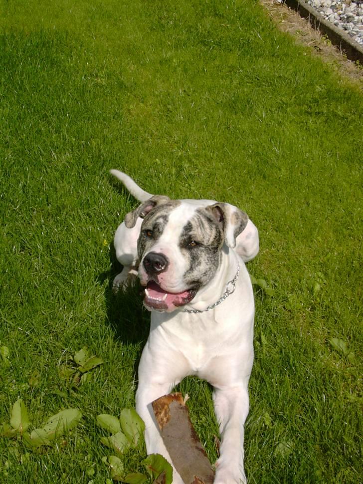 Amerikansk bulldog Odin R.I.P billede 1