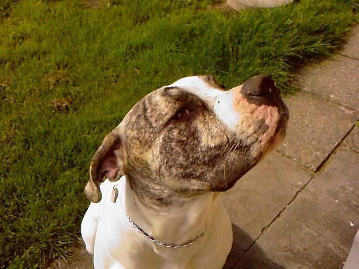 Amerikansk bulldog Odin R.I.P - Rigtig fornærmet over is´en, som Lene bar´ spiste uden at dele med mig =0( billede 2