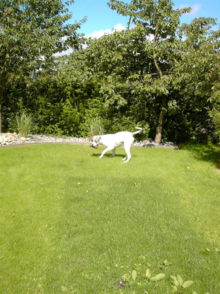 Amerikansk bulldog Odin R.I.P billede 3