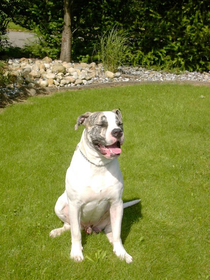 Amerikansk bulldog Odin R.I.P billede 4