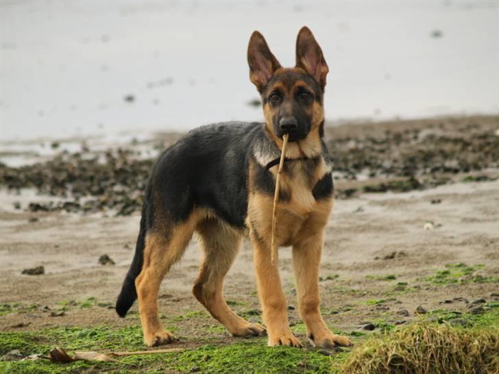 Schæferhund Bjarli`s Libi. billede 10
