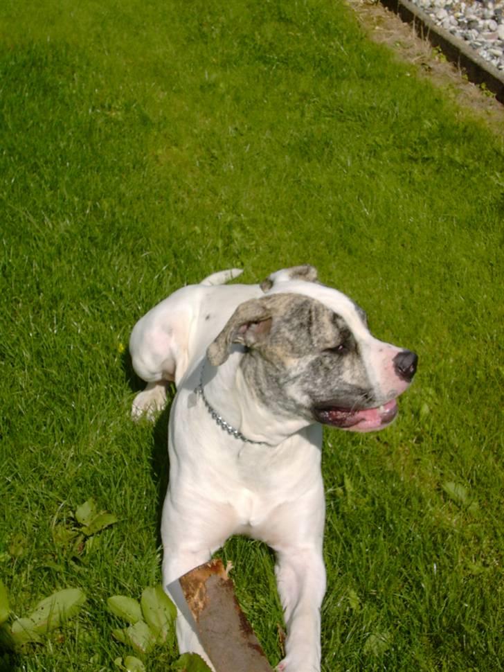 Amerikansk bulldog Odin R.I.P billede 5