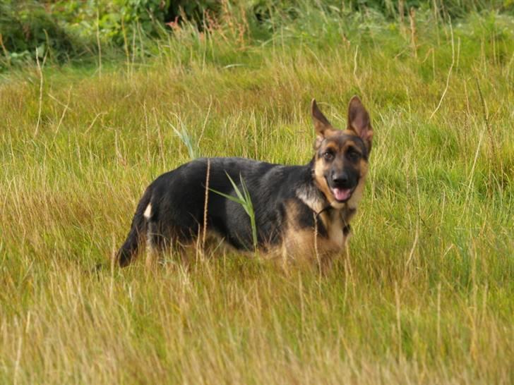 Schæferhund Bjarli`s Libi. billede 11