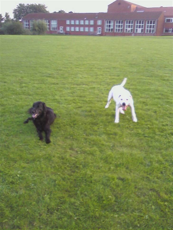 Amerikansk bulldog *Tjako* billede 12