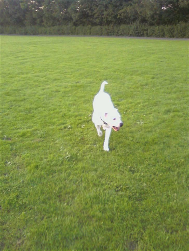 Amerikansk bulldog *Tjako* billede 13