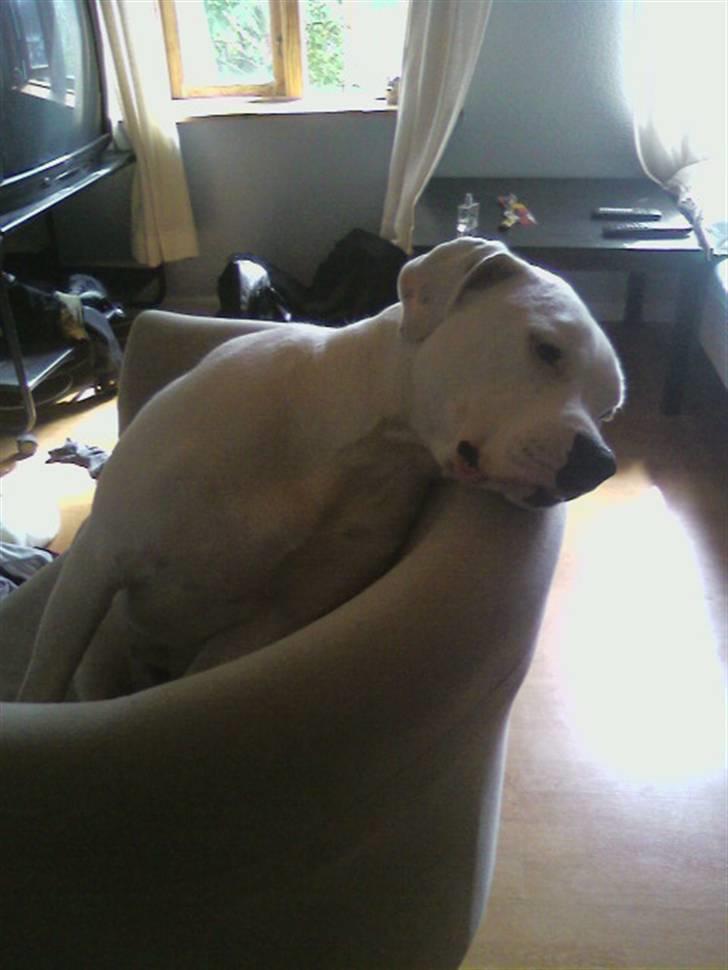 Amerikansk bulldog *Tjako* billede 15