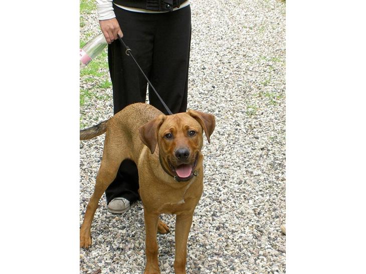 Blanding af racer Balto aflivet d. 3/11-11  billede 1