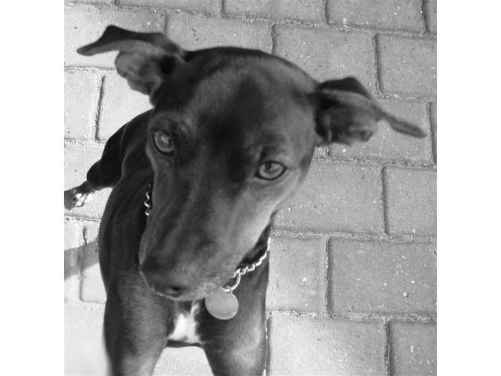 Blanding af racer Pinscher/gårdhund- Chilly - Nyt 6/11-08 billede 1