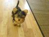 Yorkshire terrier Brutalis