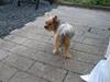 Yorkshire terrier Dino DØD  d. 23/9-07 :(
