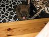 Norfolk terrier Skipper