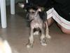 Chinese crested hårløs Kala
