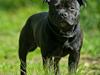 Staffordshire bull terrier zacco
