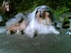Collie langhåret Old Golden Gates "Tarzan" RIP ;( [ Himmelhund]