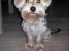 Yorkshire terrier *-Beatrice-*