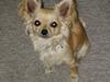 Chihuahua freja