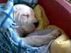 Amerikansk bulldog Bulli hvil i fred :`(  [ Himmelhund]