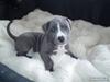 Amerikansk staffordshire terrier Alonso [Tidl. hund]