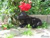 Staffordshire bull terrier Rosa