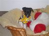 Jack russell terrier Buffas [ Himmelhund]