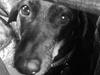 Gravhund Meline G.