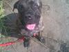Blanding af racer Victor [Tidl. hund]