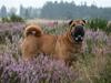 Shar pei Micha