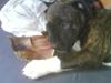 Amerikansk staffordshire terrier Jasmine