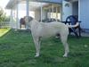 Bullmastiff Santos R.I.P