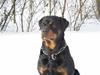 Rottweiler Chica [Tidl. hund]