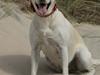 Labrador retriever Luna