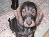 Gravhund Fendi