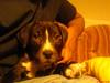 Amerikansk staffordshire terrier Kenzo