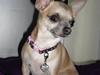 Chihuahua ~ Kelbi ~