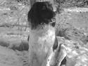Engelsk springer spaniel stella