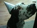 Engelsk springer spaniel Arkibal