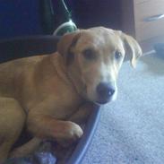 Labrador retriever max