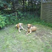 Labrador retriever max