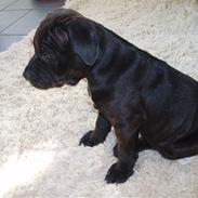 Staffordshire bull terrier Franz