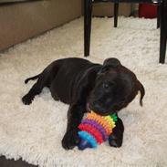 Staffordshire bull terrier Franz