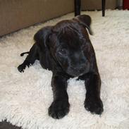 Staffordshire bull terrier Franz