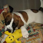 Blanding af racer Foxy