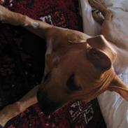 Blanding af racer Kenobi