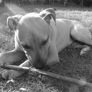 Blanding af racer Kenobi