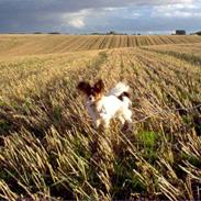 Papillon Toymarker's Míkey