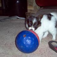 Papillon Toymarker's Míkey