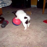 Papillon Toymarker's Míkey