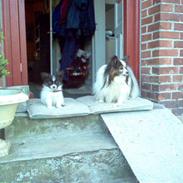 Papillon Toymarker's Míkey