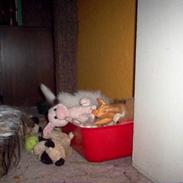 Papillon Toymarker's Míkey